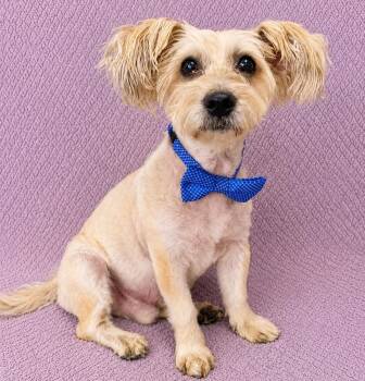 Poodle Dogs Available for Adoption in Lodi, California - Sandy | PetCurious