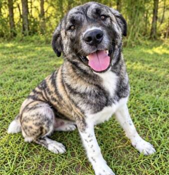 Hattie -  Anatolian Shepherd Dog for Adoption in Foley, Alabama - Hattie | PetCurious
