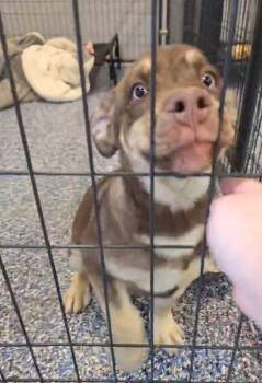 Husky and Shepherd Dogs Available for Adoption in Warren, Michigan - Kipper | PetCurious