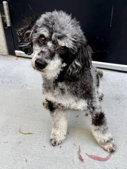 Chizhik -  Miniature Poodle Dog for Adoption in Cypress, California - Chizhik | PetCurious