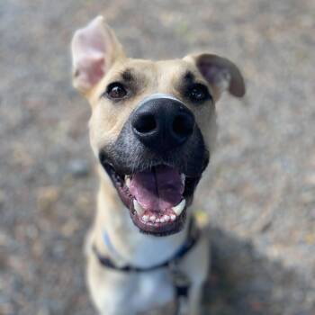 Rescue Pit Bull Terrier Dogs for Adoption in New Washoe City, Nevada - Mouse | PetCurious
