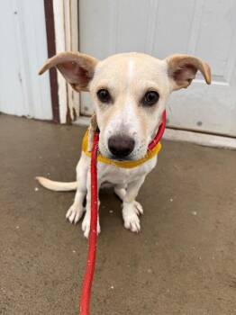 Mixed Breed Dogs Available for Adoption in Fort Collins, Colorado - Mermaid | PetCurious