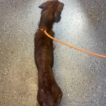 TUSC-Stray-85642 -  Dachshund and Irish Setter Dog for Adoption in Tuscaloosa, Alabama - TUSC-Stray-85642 | PetCurious