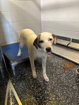 Great Pyrenees and Mixed Breed Dogs Available for Adoption in Jackson, Tennessee - Ariana | PetCurious