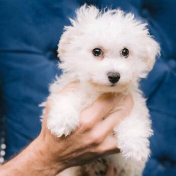 Macaroni -  Bichon Frise Dog for Adoption in Zionsville, Indiana - Macaroni | PetCurious
