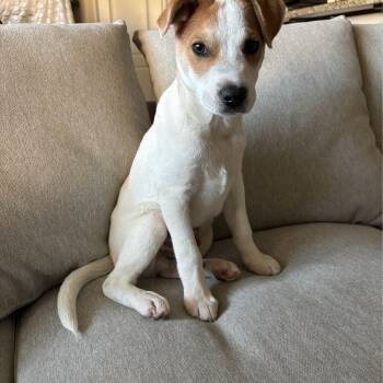 Labrador Retriever and Shepherd Dogs Available for Adoption - Bing | PetCurious