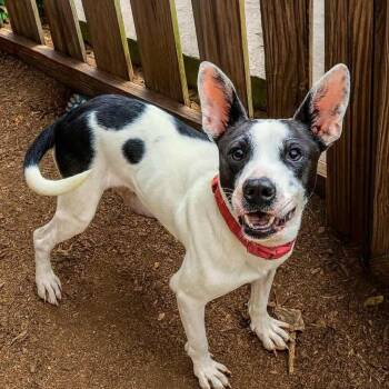 Rescue Terrier Dogs for Adoption in Wadena, Minnesota - Karma Kisses | PetCurious