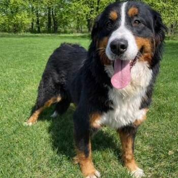 Bernese Mountain Dog Dogs Available for Adoption in Arvada, Colorado - Sadie | PetCurious