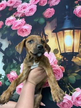 Pit Bull Terrier and Mixed Breed Dogs Available for Adoption in San Bernardino, California - CHIPS AHOY! | PetCurious