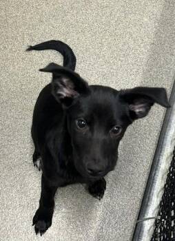 Ivy 2 months female AVAILABLE 7/1 -  Labrador Retriever Dog for Adoption in Sterling, Massachusetts - Ivy 2 Months Female AVAILABLE 7/1 | PetCurious