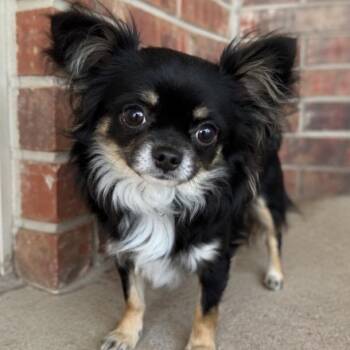 Chihuahua Dogs Available for Adoption in Pelham, New Hampshire - Zeke  | PetCurious