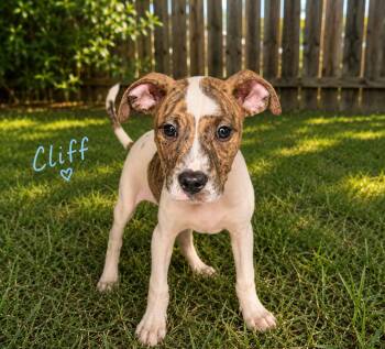 Boxer and Pit Bull Terrier Dogs Available for Adoption in Carmel Hamlet, New York - Cliff (Roxie