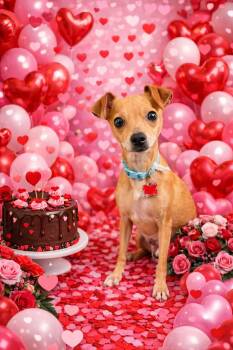 Chihuahua Dogs Available for Adoption - Pixie | PetCurious