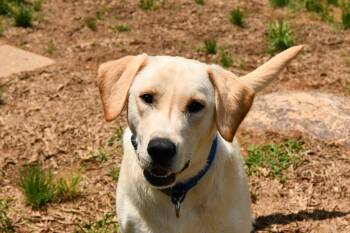 Brooks -  Yellow Labrador Retriever Dog Available for Adoption in Fairhope, Alabama - Brooks | PetCurious