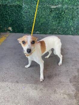Chihuahua and Mixed Breed Dogs Available for Adoption in El Paso, Texas - 60978599 | PetCurious