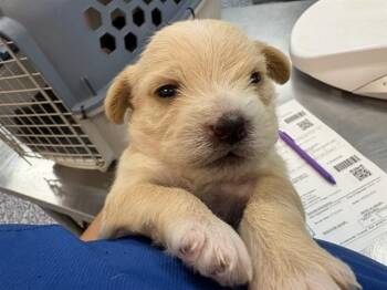 LECHE -  Terrier Dog for Adoption in Thousand Palms, California - LECHE | PetCurious