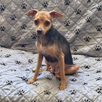 Peanut -  Chihuahua and Mixed Breed Dog for Adoption in Las Vegas, Nevada - Peanut | PetCurious