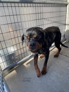 Rottweiler Dogs Available for Adoption in Victorville, California - Diva | PetCurious