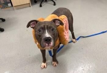 American Staffordshire Terrier Dogs Available for Adoption in New York, New York - Billy | PetCurious