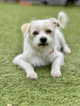 PONYO -  Terrier Dog for Adoption in San Francisco, California - PONYO | PetCurious