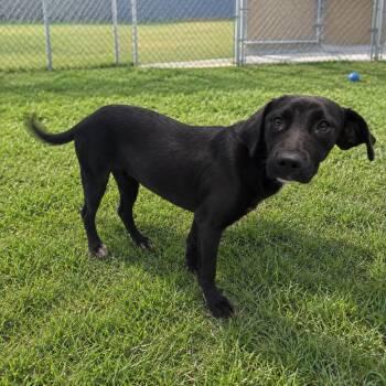 Apple -  Black Labrador Retriever and Mixed Breed Dog for Adoption in Orangeburg, South Carolina - Apple | PetCurious