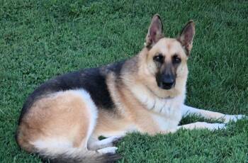 German Shepherd Dog Dogs Available for Adoption in Crossville, Tennessee - Ellie | PetCurious