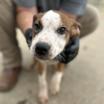 Hound Dogs Available for Adoption - Mannequin Challenge | PetCurious