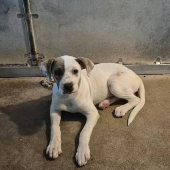 Amara -  Mixed Breed Dog for Adoption in Edinburg, Texas - Amara | PetCurious