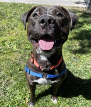Chico -  Pit Bull Terrier Dog for Adoption in Oakland, California - Chico | PetCurious