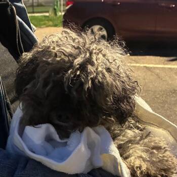 Milly -  Mixed Breed Dog for Adoption in Philadelphia, Pennsylvania - Milly | PetCurious