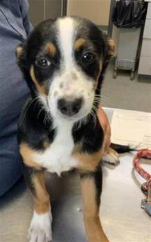 German Shepherd Dog and Mixed Breed Dogs Available for Adoption in Visalia, California - JUNIE | PetCurious