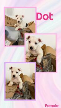 Dot -  Pit Bull Terrier Dog for Adoption in Eugene, Oregon - Dot | PetCurious