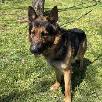 German Shepherd Dog Dogs Available for Adoption in Phoenixville, Pennsylvania - Duke | PetCurious