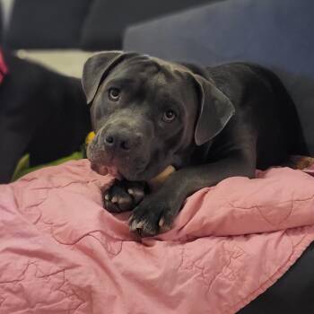 Rescue Staffordshire Bull Terrier and Pit Bull Terrier Dogs for Adoption in Austin, Texas - Venus | PetCurious