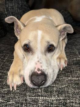 Lexi -  Pit Bull Terrier and American Staffordshire Terrier Dog for Adoption in Baltimore, Maryland - Lexi | PetCurious
