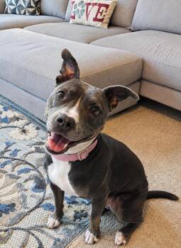 Roxy -  American Staffordshire Terrier Dog for Adoption in Conroe, Texas - Roxy | PetCurious