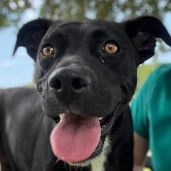 Rescue Labrador Retriever and Pit Bull Terrier Dogs for Adoption in Texas City, Texas - PEPSI | PetCurious