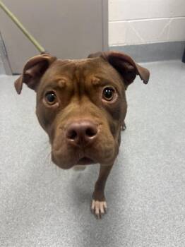 BESTIE -  Pit Bull Terrier Dog for Adoption in Indianapolis, Indiana - BESTIE | PetCurious