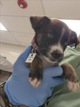 TOSTADA -  Siberian Husky and Boxer Dog for Adoption in Loveland, Colorado - TOSTADA | PetCurious