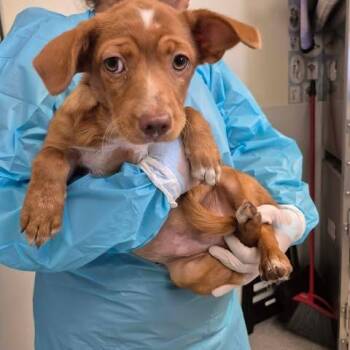 Zena 23-09-008 -  Jack Russell Terrier and Dachshund Dog for Adoption in Bastrop, Texas - Zena 23-09-008 | PetCurious