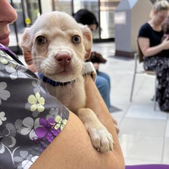 Bowie -  Black Labrador Retriever and Catahoula Leopard Dog Dog for Adoption in Abbotsford, British Columbia - Bowie | PetCurious