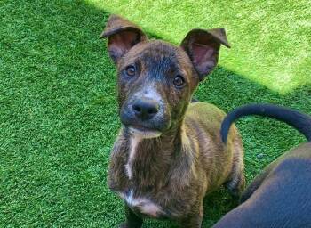 ZIVA -  Pit Bull Terrier and Labrador Retriever Dog for Adoption in Moreno Valley, California - ZIVA | PetCurious