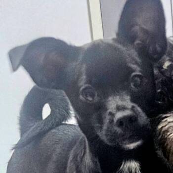 Rachel -  Shih Tzu and Terrier Dog Available for Adoption in Corpus Christi, Texas - Rachel | PetCurious