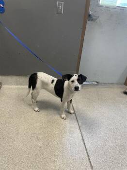 Labrador Retriever and Mixed Breed Dogs Available for Adoption - MAGPIE | PetCurious