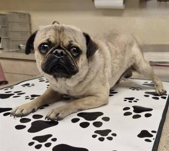Pug Dogs Available for Adoption in San Antonio, Texas - GROMIT | PetCurious