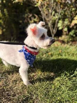 Swiffer -  Maltese Dog for Adoption in Thornwood, New York - Swiffer | PetCurious