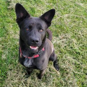 Muddy Buddy -  Mixed Breed Dog for Adoption in Davenport, Iowa - Muddy Buddy | PetCurious