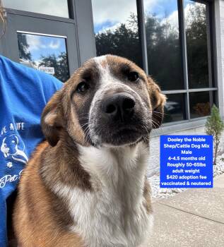 Shepherd and Cattle Dog Dogs Available for Adoption - Dooley The Noble | PetCurious