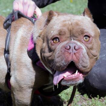 American Bully Dogs Available for Adoption - Babas | PetCurious