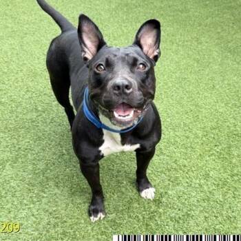 Chrollo -  Mixed Breed Dog for Adoption in West Palm Beach, Florida - Chrollo | PetCurious